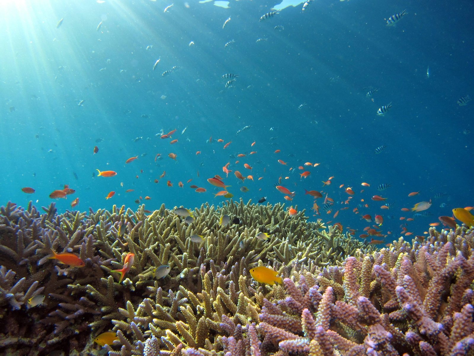 Snorkeling in Caribbean waters near Cancun