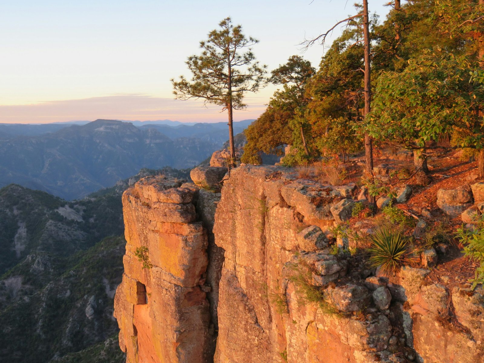 Rock cliffs and pine forest in Copper Canyon, Chihuahua