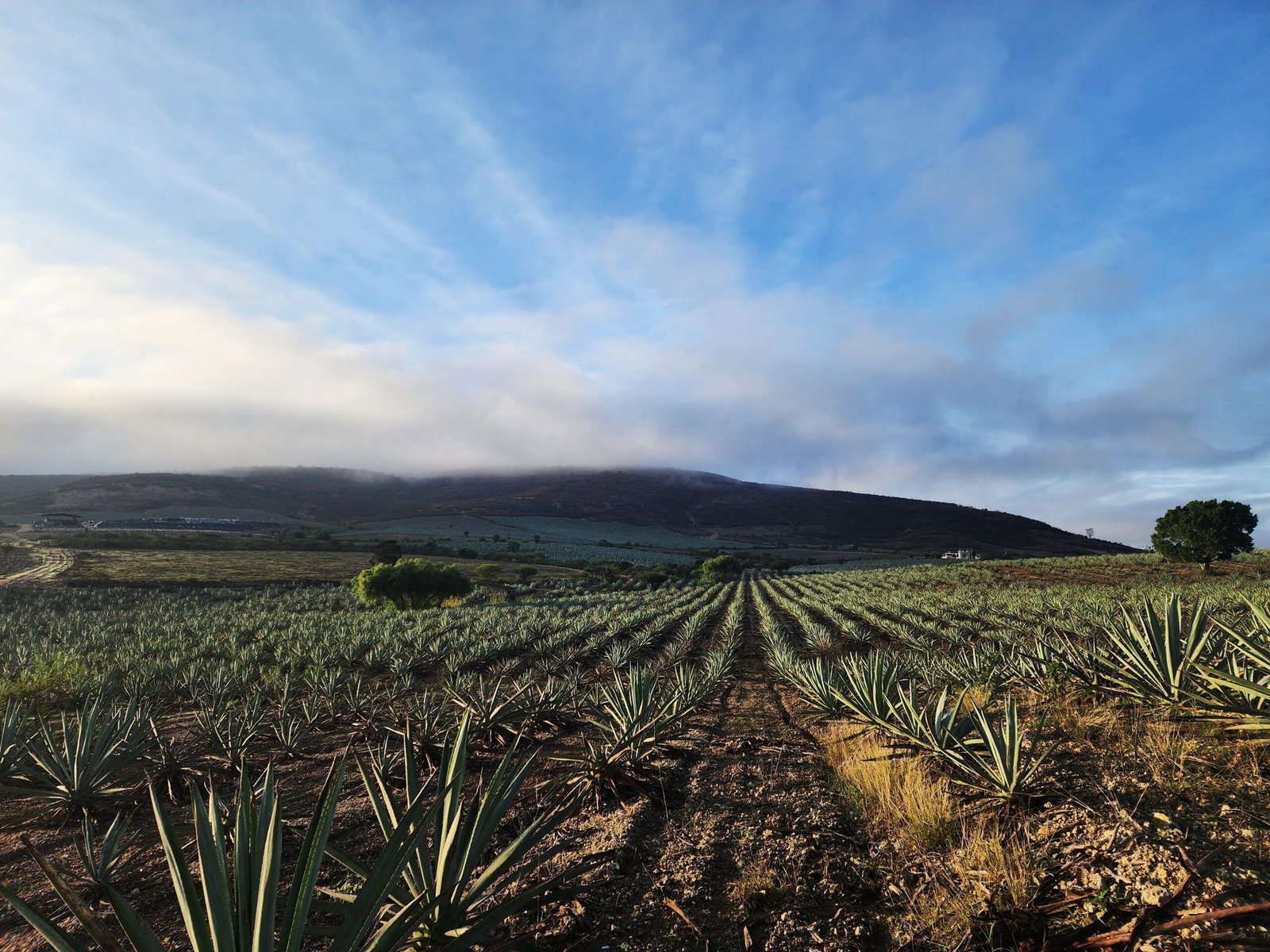 Agave landscape near Tequila, Jalisco